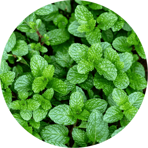 menthol complex